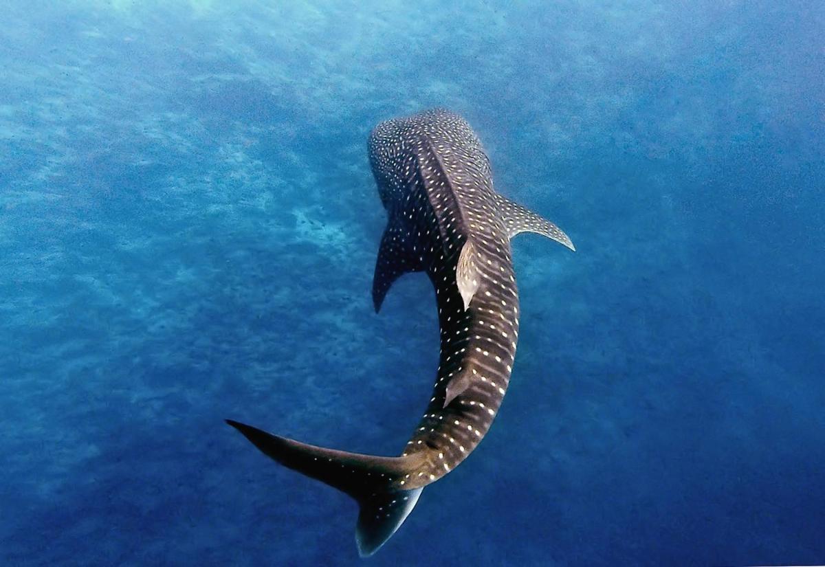 Manta Reserve Maalhos  Exterior photo